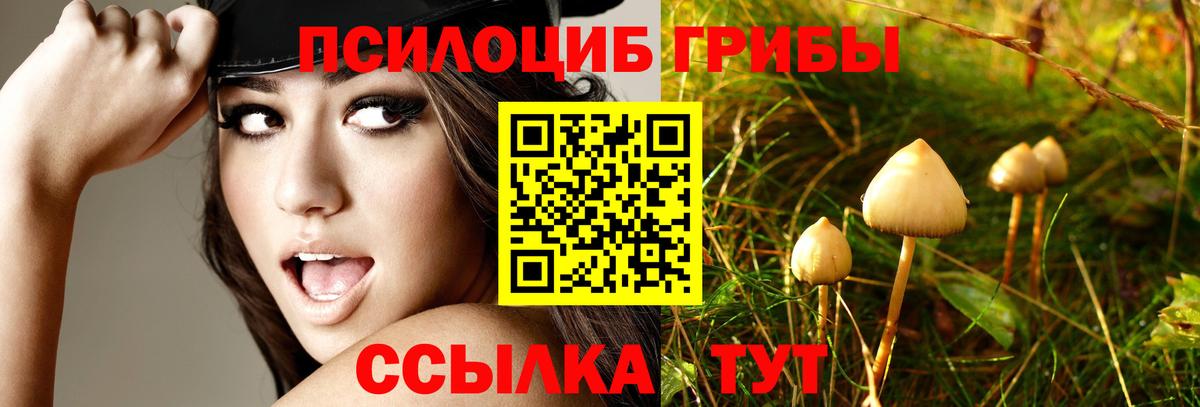 Псилоцибиновые грибы мицелий Благовещенск